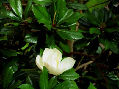 Magnolia grandiflora 'DD Blanchard' - šácholán velkokvětý